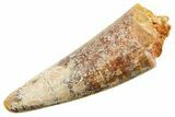 Fossil Spinosaurus Tooth - Feeding Worn Tooth #364222-1